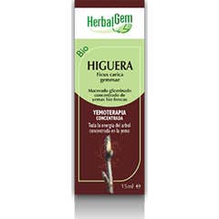 Herbalgem Fico Bio 15ml