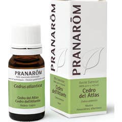 Pranarôm Cedar Atlas etherische olie 10ml Pranarôm Cedar Atlas etherische olie 10ml