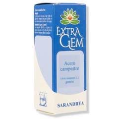 Extragem Ahorn Ahorn Camp.Gems 20Ml