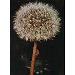 Herboplaneet Tsa Taraxacun Officinale 50ml