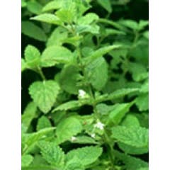 Tsa Melissa Officinalis 50Ml