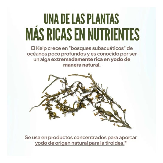 HSN Kelp en Polvo 150 g