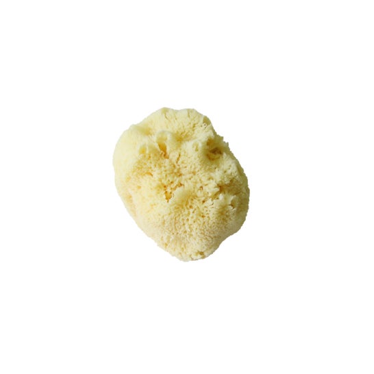Koronis Venice Sponge