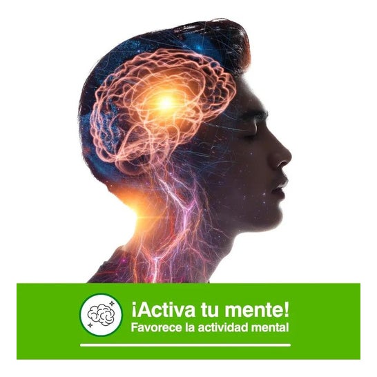 Composor 41 Gincox Complex Xxi Soria Nat Composor 41 Gincox Complex Xxi Soria Nat