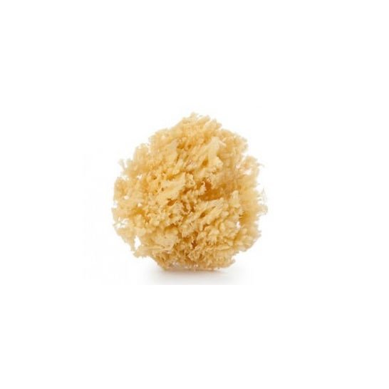 Suavinex Esponja Natural Grande 1 ud