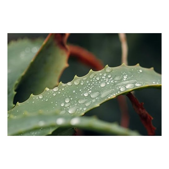 Mussvital Bade-Gel mit Aloe Vera 750 ml Mussvital Bade-Gel mit Aloe Vera 750 ml