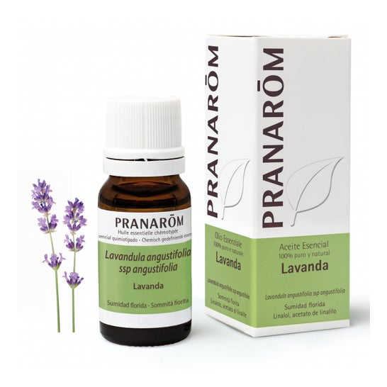 Pranarôm Ätherisches Öl Lavendel Bio 10ml