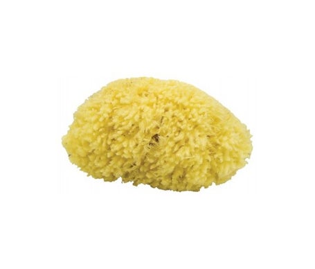 Agiva small sea sponge for bathing