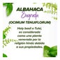 HSN Extracto de Holy Basil Albahaca Sagrada 10:1 300mg 120vcaps