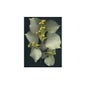 Msa Tilia Tomentosa 50 ml