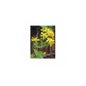 Tsa Hipericum Perforatum 50Ml