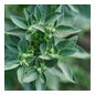 Nutrivie Ahwagandha Bio Ampollas 20x10ml