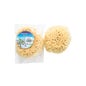 Koronis Venice Sponge