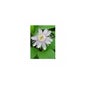 Tsa Passiflora Incarnata 50 ml