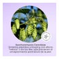 Segle Clinical Restaura Sérum Facial 30ml