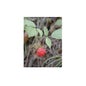 Msa Rubus Idaeus 50 ml