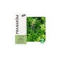 Menta Campo Bio 10 ml Aceite Esencial
