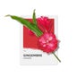 Solinotes Eau de Parfum Jengibre 50 ml