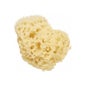 Cartello di spugna mare naturale 11 cm